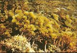 Feldmannia lebelii1